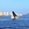 Sunset Whale Watch in Waikiki, Whales Guaranteed or Free Return