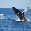Waikiki Whale Watching Cruise with Snack & Hula Entertainment