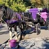 Official Private New York City Central Park Horse Carriage Ride Since 1965™