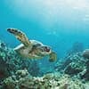 Turtle Canyon Snorkel Adventure in Waikiki, Oahu
