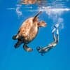 Turtle Canyon Snorkel: Semi Private Boat Tour