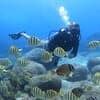 Beginner Scuba Diving Experience with Video Package in Honolulu