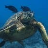 Moana’s Waikīkī Grand Guided Turtle Snorkel & Sailing Adventure