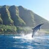 Dolphin Watch Cruise with Waterslide & Snorkeling on Oahu 