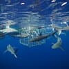 Shark Cage Diving On "The World Famous North Shore of Oahu", Hawaii