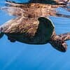 Turtle Canyon Snorkel from Waikiki: Turtles Guaranteed