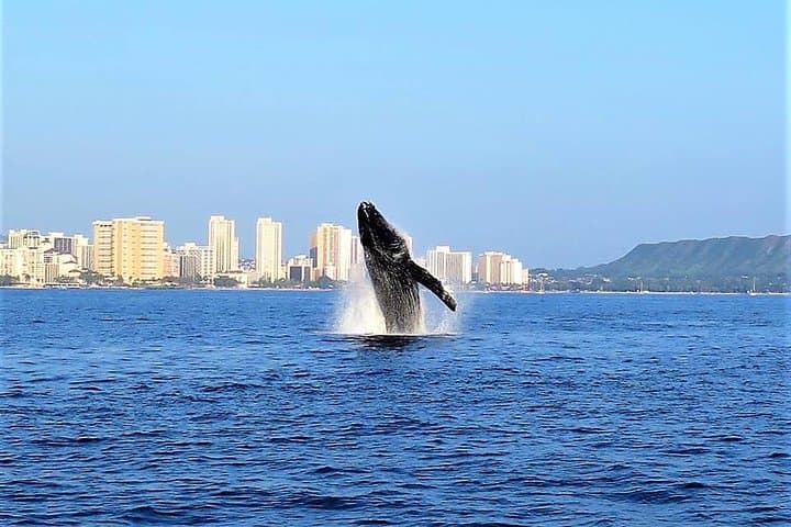 Sunset Whale Watch in Waikiki, Whales Guaranteed or Free Return