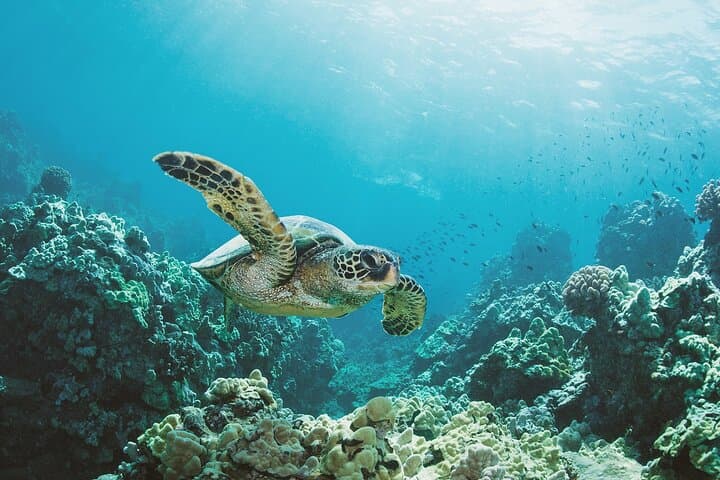 Turtle Canyon Snorkel Adventure in Waikiki, Oahu