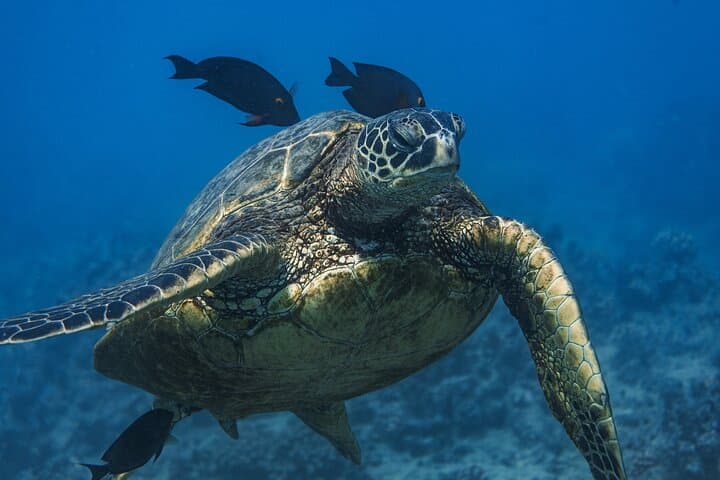Moana’s Waikīkī Grand Guided Turtle Snorkel & Sailing Adventure