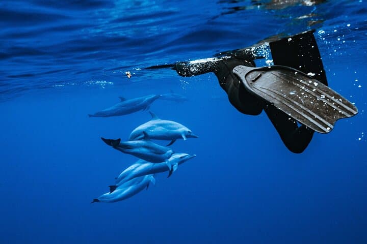 Swimming with Wild Dolphins Speedboat Adventure on Oahu