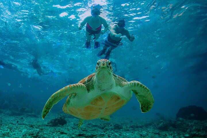 Hidden Cenote Swim: Snorkeling, Sea Turtles and Beachside Lunch