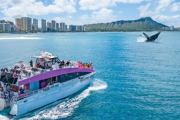2-Hour Whale Watching Waikiki Oahu Guaranteed sightings!