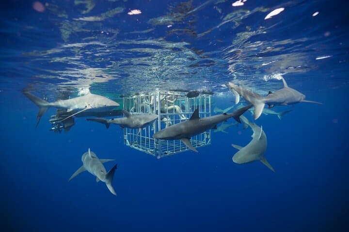 Shark Cage Diving On "The World Famous North Shore of Oahu", Hawaii