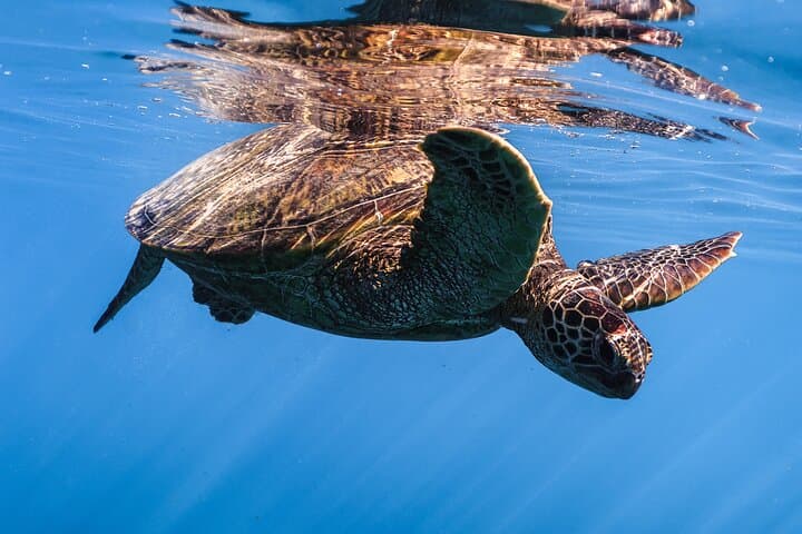 Turtle Canyon Snorkel from Waikiki: Turtles Guaranteed